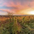 image de vignoble en Alsace
