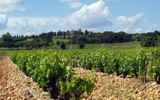 Typischer Weinberg bei Châteauneuf-du-Pape. Im Hintergrund das historistische Château des Fines Roches.