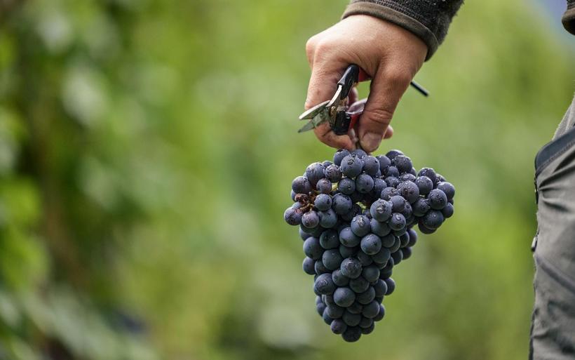 Une grappe pour l'union du vin suisse