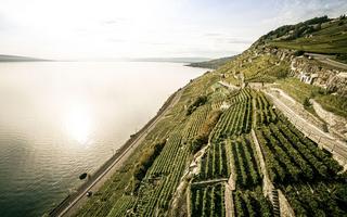 les vignes de Lavaux