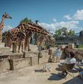 Kinderzoo Rapperswil