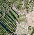 vue aérienne vignoble Lavaux