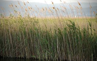 Symbolbild Neuenburgersee
