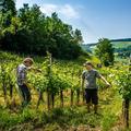 Corporate Volunteering im Jurapark Aargau 
