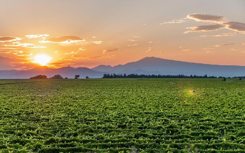 Le spectaculaire vignoble du plateau de Mont-Redon, avec ses 100 hectares sur des sols de gros galets roulés.